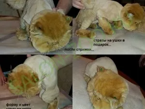 Персидська кішка (перс) (стрижка, вичісування), стрижка перської кішки на дому недорого в Реутова (стрижка перської кішки) Персидська кішка (перс) (стрижка, вичісування), стрижка перської кішки на дому недорого в Реутова