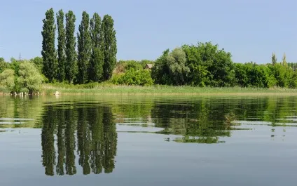 Пірамідальна тополя посадка і догляд, фото (тополя) Пірамідальна тополя посадка і догляд, фото