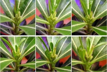 Перше цвітіння адениума - адениума будинку від насіння до рослин (adenium multiflorum) Перше цвітіння адениума - адениума будинку від насіння до рослин