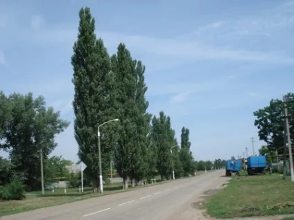 Пірамідальна тополя посадка і догляд, фото (догляд) Пірамідальна тополя посадка і догляд, фото