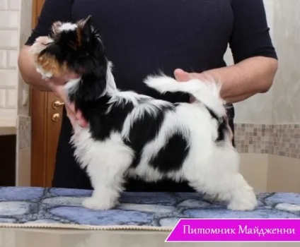 Перший раз на виставку собак