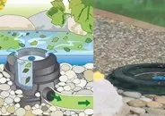 Плавальний ставок