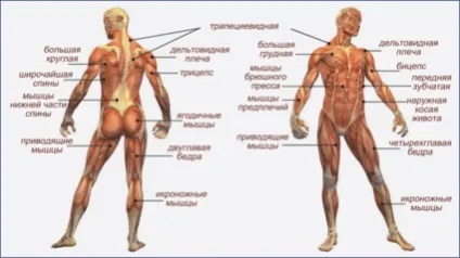 Плавання на спині в чому його переваги, в яких випадках воно небхідно (остеохондрозі міжхребцевої грижі) Плавання на спині в чому його переваги, в яких випадках воно небхідно