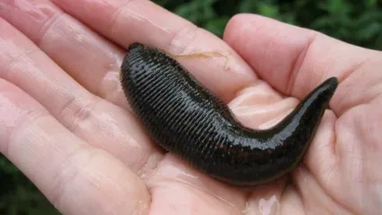П'явки в домашніх умовах як зберігати і утримувати їх для тривалого застосування в лікувальних цілях (зберігати) П'явки в домашніх умовах як зберігати і утримувати їх для тривалого застосування в лікувальних цілях