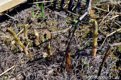 Пістікі звуть або світ, труд, май по-нашому, світ подорожей онлайн (праця) Пістікі звуть або світ, труд, май по-нашому, світ подорожей онлайн