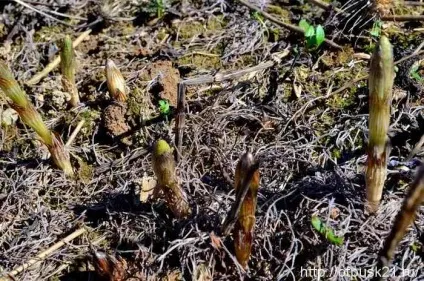 Пістікі звуть або світ, труд, май по-нашому, світ подорожей онлайн (велика кількість машин) Пістікі звуть або світ, труд, май по-нашому, світ подорожей онлайн