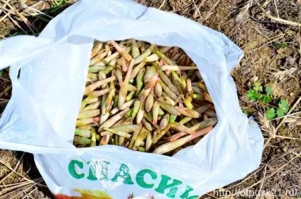 Пістікі звуть або світ, труд, май по-нашому, світ подорожей онлайн (зворотному шляху машин) Пістікі звуть або світ, труд, май по-нашому, світ подорожей онлайн
