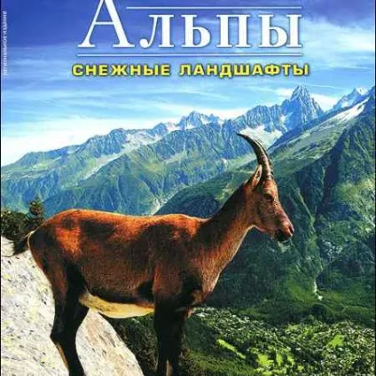Планета кішок британські короткошерсті кішки - хочу все знати