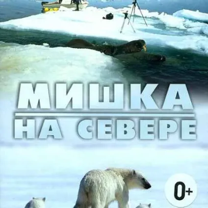Планета кішок британські короткошерсті кішки - хочу все знати