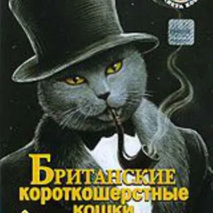 Планета кішок британські короткошерсті кішки - хочу все знати