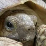 Пневмонія у червоновухих черепах лікування в домашніх умовах і симптоми
