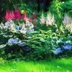 Чому сохне астільба що робити сохнуть листя у астильби (робити) Чому сохне астільба що робити сохнуть листя у астильби