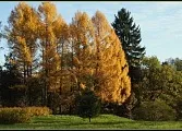 Чому блакитна ель- блакитна