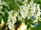 Чому блакитна ель- блакитна