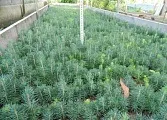 Чому блакитна ель- блакитна