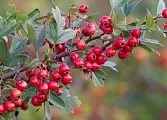 Чому блакитна ель- блакитна
