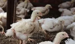 Чому не ростуть бройлери, і що робити, щоб налагодити набір маси