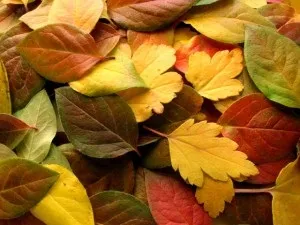 Чому хвороби і стреси загострюються восени і навесні, гірудотерапія, остеопатія, масаж (восени) Чому хвороби і стреси загострюються восени і навесні, гірудотерапія, остеопатія, масаж