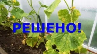Чому сохне розсада огірків причини загибелі, хвороби (розсада) Чому сохне розсада огірків причини загибелі, хвороби