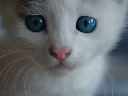 Чому ніс сухий у кошеняти