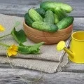 Грунт для огірків у відкритому грунті підготовка і обробка навесні перед посадкою (грунті) Грунт для огірків у відкритому грунті підготовка і обробка навесні перед посадкою