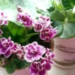 Чому жовтіє листя у орхідеї фаленопсис і що робити (фаленопсис) Чому жовтіє листя у орхідеї фаленопсис і що робити