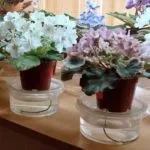 Чому жовтіє листя у орхідеї фаленопсис і що робити (чому) Чому жовтіє листя у орхідеї фаленопсис і що робити