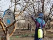 Підживлення і вирощування черешні навесні - поради по догляду (навесні) Підживлення і вирощування черешні навесні - поради по догляду