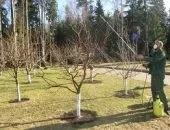 Підживлення і вирощування черешні навесні - поради по догляду (догляду) Підживлення і вирощування черешні навесні - поради по догляду