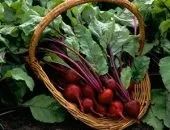Підживлення і вирощування черешні навесні - поради по догляду (підгодівля) Підживлення і вирощування черешні навесні - поради по догляду