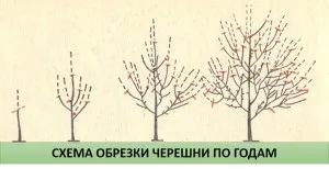 Підживлення і вирощування черешні навесні - поради по догляду (догляду) Підживлення і вирощування черешні навесні - поради по догляду