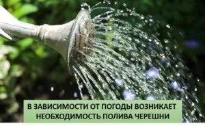 Підживлення і вирощування черешні навесні - поради по догляду (підгодівля) Підживлення і вирощування черешні навесні - поради по догляду