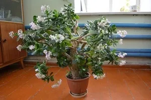 Чому в'януть листя у грошового дерева магія рослин (листя) Чому в'януть листя у грошового дерева магія рослин