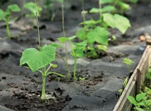 Грунт для огірків у відкритому грунті підготовка і обробка навесні перед посадкою (навесні) Грунт для огірків у відкритому грунті підготовка і обробка навесні перед посадкою