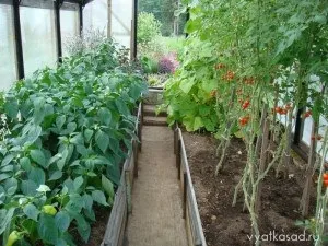 Підживлення перців в теплиці ніж, коли і як (кількість калійних добрив) Підживлення перців в теплиці ніж, коли і як