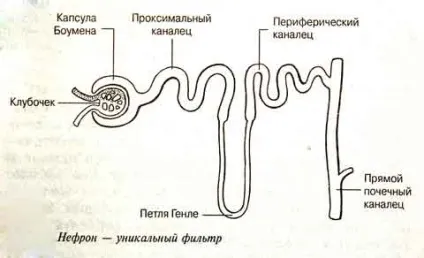 Нирки - унікальний - фільтр - людського організму (речовини підлягають повторному використанню) Нирки - унікальний - фільтр - людського організму