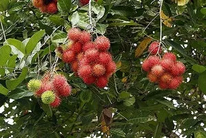 Корисні властивості і способи вирощування екзотичного фрукта рамбутан (корисні) Корисні властивості і способи вирощування екзотичного фрукта рамбутан