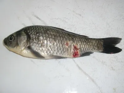 Корисні властивості карася, ніж вони хворіють і шкоду для людини (риба карась корисні властивості) Корисні властивості карася, ніж вони хворіють і шкоду для людини