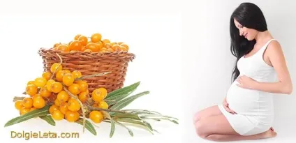 Корисні і лікувальні властивості обліпихи (листя обліпихи корисні властивості) Корисні і лікувальні властивості обліпихи