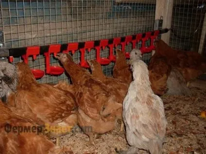 Поїлки для курей як своїми руками зробити ніпельну автонапувалку (поїлка кури) Поїлки для курей як своїми руками зробити ніпельну автонапувалку