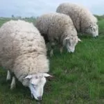 Породи овець з описом і фото меринос, північнокавказька, Ромни-марш та інші (породи) Породи овець з описом і фото меринос, північнокавказька, Ромни-марш та інші