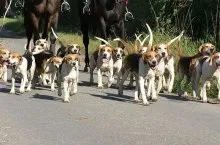 Порода собак англійський фоксхаунд (англійська фоксхаунд характер порода опис собак) Порода собак англійський фоксхаунд