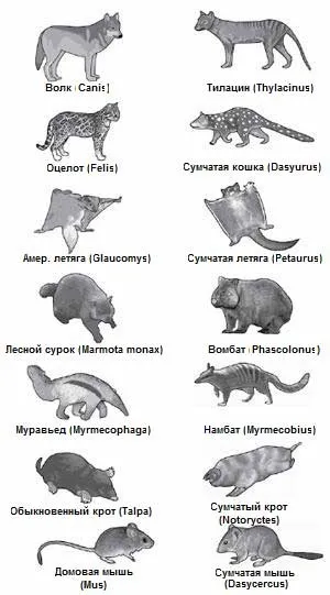 Статева система і розмноження ссавців (яйцеклітини) Статева система і розмноження ссавців