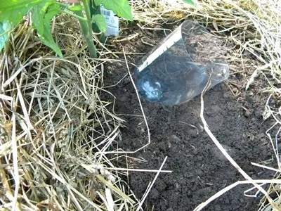 Поливання помідор - як і коли поливати, щоб підвищити врожайність (теплиці відкритому грунті) Поливання помідор - як і коли поливати, щоб підвищити врожайність