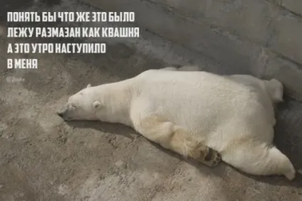 Порошок чотиривірші з кумедною кінцівкою (20 шт)