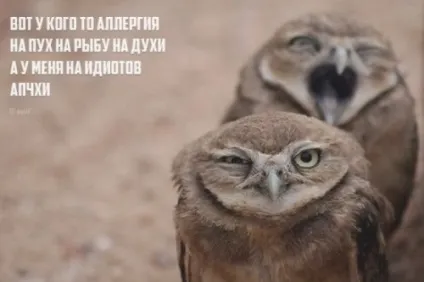 Порошок чотиривірші з кумедною кінцівкою (20 шт)