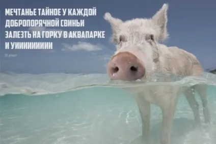 Порошок чотиривірші з кумедною кінцівкою (20 шт)
