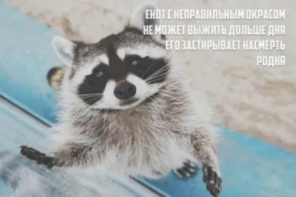 Порошок чотиривірші з кумедною кінцівкою (20 шт)