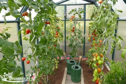 Поливання помідор - як і коли поливати, щоб підвищити врожайність (томатів теплиці відкритому грунті) Поливання помідор - як і коли поливати, щоб підвищити врожайність