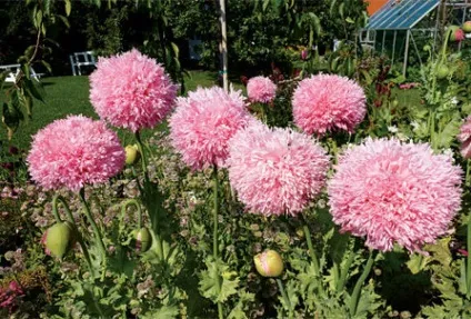 Poppy papaver - мак піоновідние (насіння) (poppy) Poppy papaver - мак піоновідние (насіння)